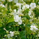 Geranium macr. 'White Ness' GM P9