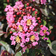 Lagerstroemia Rhapsody in Pink 10-12 HA cont. 110L