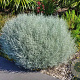 Leucophyta brownii 10-12 cm P10,5