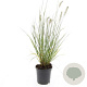 Pennisetum al. 'Hameln' GM 1.5