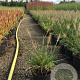 Pennisetum al. 'Little Bunny' GM 1.5