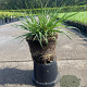 Pennisetum al. 'Little Bunny' GM 1.5