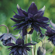 Aquilegia v. 'Black Barlow' GM P9