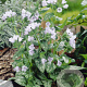 Pulmonaria 'Ocupol' GM P9