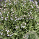 Pulmonaria 'Ocupol' GM P9