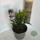Sarcococca h. Purple Gem 30-40 cm 5,0L
