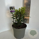 Sarcococca h. Purple Gem 30-40 cm 5,0L