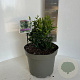 Sarcococca ruscifolia 30-35 cm 5,0L