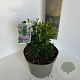 Sarcococca ruscifolia 30-35 cm 5,0L