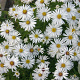 Aster (D) 'Kristina' GM P9