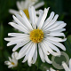 Aster (D) 'Kristina' GM P9