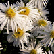 Aster (D) 'Kristina' GM P9