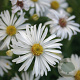 Aster (D) 'Kristina' GM P9