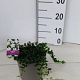 Vinca minor 'Gertrude Jekyll' 30-40 cm P15