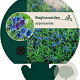 Buglossoides purpurocaerulea GM P9