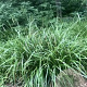Carex pendula GM C5