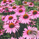 Echinacea p. 'Rubinstern' GM P9