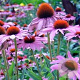 Echinacea p. 'Rubinstern' GM P9