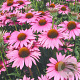 Echinacea p. 'Rubinstern' GM P9