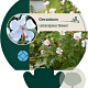 Geranium cant. 'Biokovo' GM P9