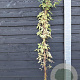 Clematis 'Fragrant Spring' 150-175 cm vierkant rond 5,5L