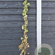 Clematis 'Marjorie' 150-175 cm vierkant rond 5,5L