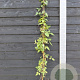 Clematis 'Mayleen' 150-175 cm vierkant rond 5,5L