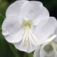 Geranium macr. 'White Ness' GM P9