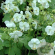 Geranium macr. 'White Ness' GM P9