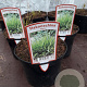 Hakonechloa macra GM 2,0L