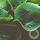 Hosta 'Big Daddy' GM P9