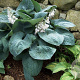 Hosta 'Big Daddy' GM P9