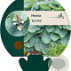 Hosta 'Big Daddy' GM P9