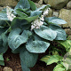 Hosta 'Big Daddy' GM P9