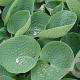Hosta 'Big Daddy' GM P9