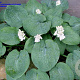 Hosta 'Big Daddy' GM P9