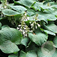 Hosta 'Big Daddy' GM P9