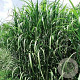 Miscanthus giganteus GM P9