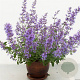 Nepeta Junior Walker GM P9