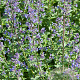 Nepeta Junior Walker GM P9