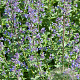 Nepeta Junior Walker GM P9