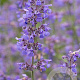 Nepeta Junior Walker GM P9