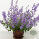 Nepeta Junior Walker GM P9