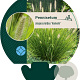 Pennisetum al. 'Hameln' GM P9