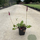 Persicaria aff. 'Darjeeling Red' GM P9