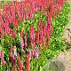 Persicaria aff. 'Darjeeling Red' GM P9