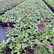 Persicaria aff. 'Darjeeling Red' GM P9