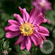 Anemone hyb. 'Bressingham Glow' GM P9