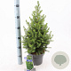 Picea gl. 'December' 50-55 cm 3,0L