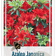 Rhododendron (AJ) Geisha Red 20-25 cm 2,0L